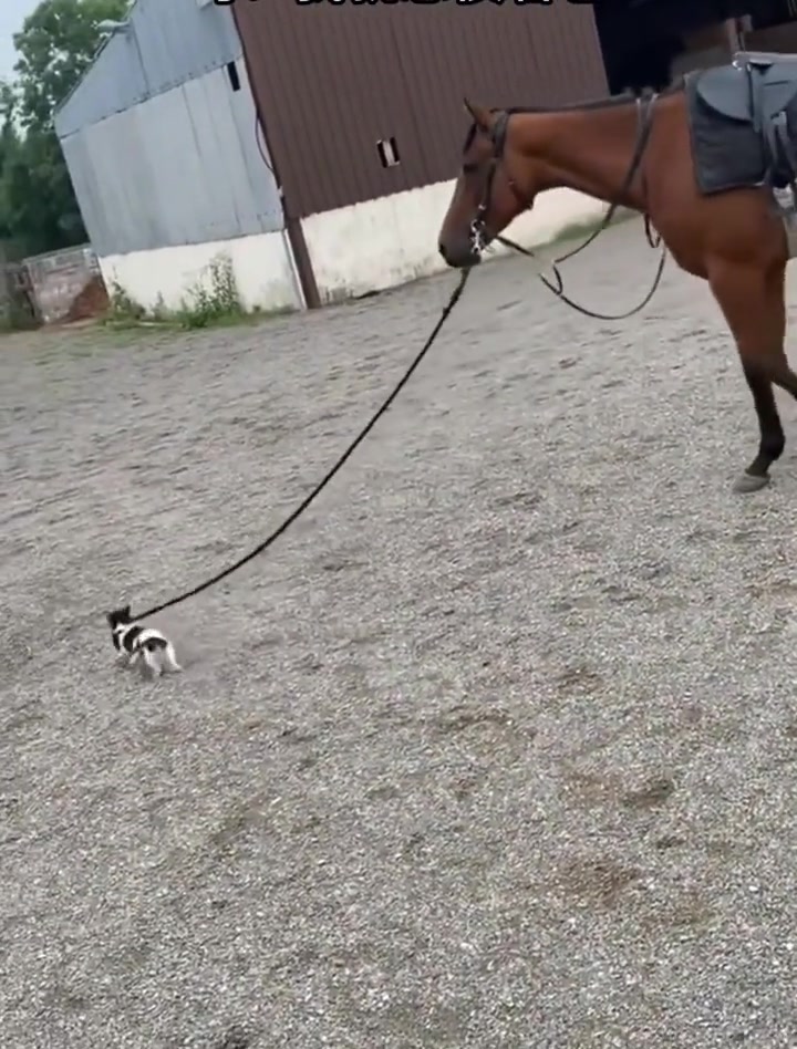 狗初生狗犊不怕马