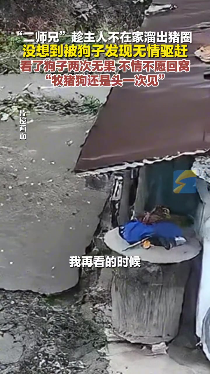 狗：这猪没我早跑了