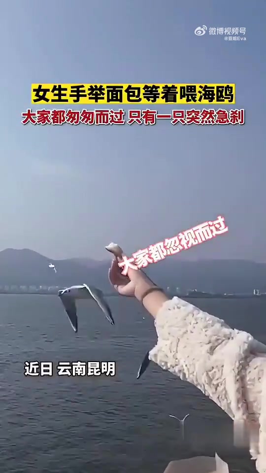 海鸥空中悬停！