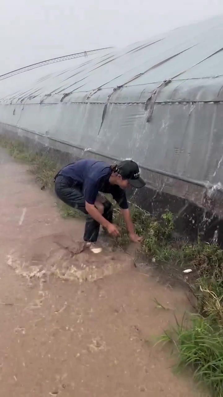这就是种棚人的日常，下雨害怕，下雪也害怕