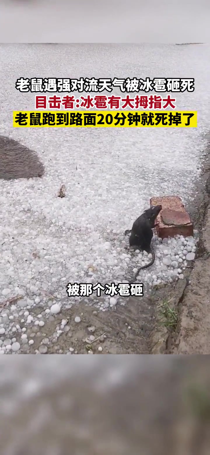 老鼠遇强对流天气被冰雹砸死