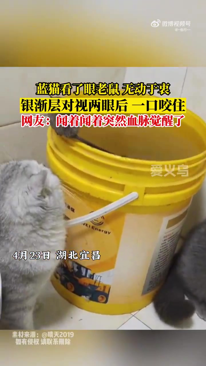 看这蓝猫看了眼老鼠，无动于衷，银渐层对视两眼后，一口咬住