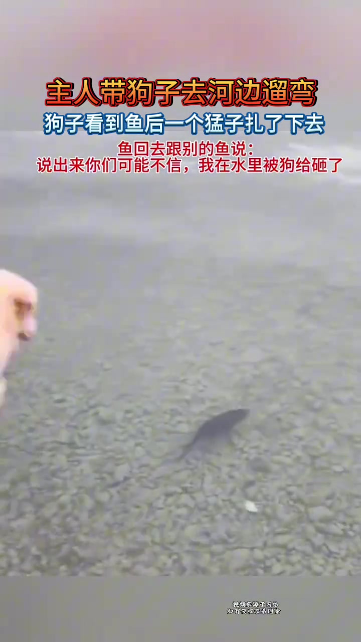 主人带狗去河边遛弯当它看到鱼后猛地扎了下水去...