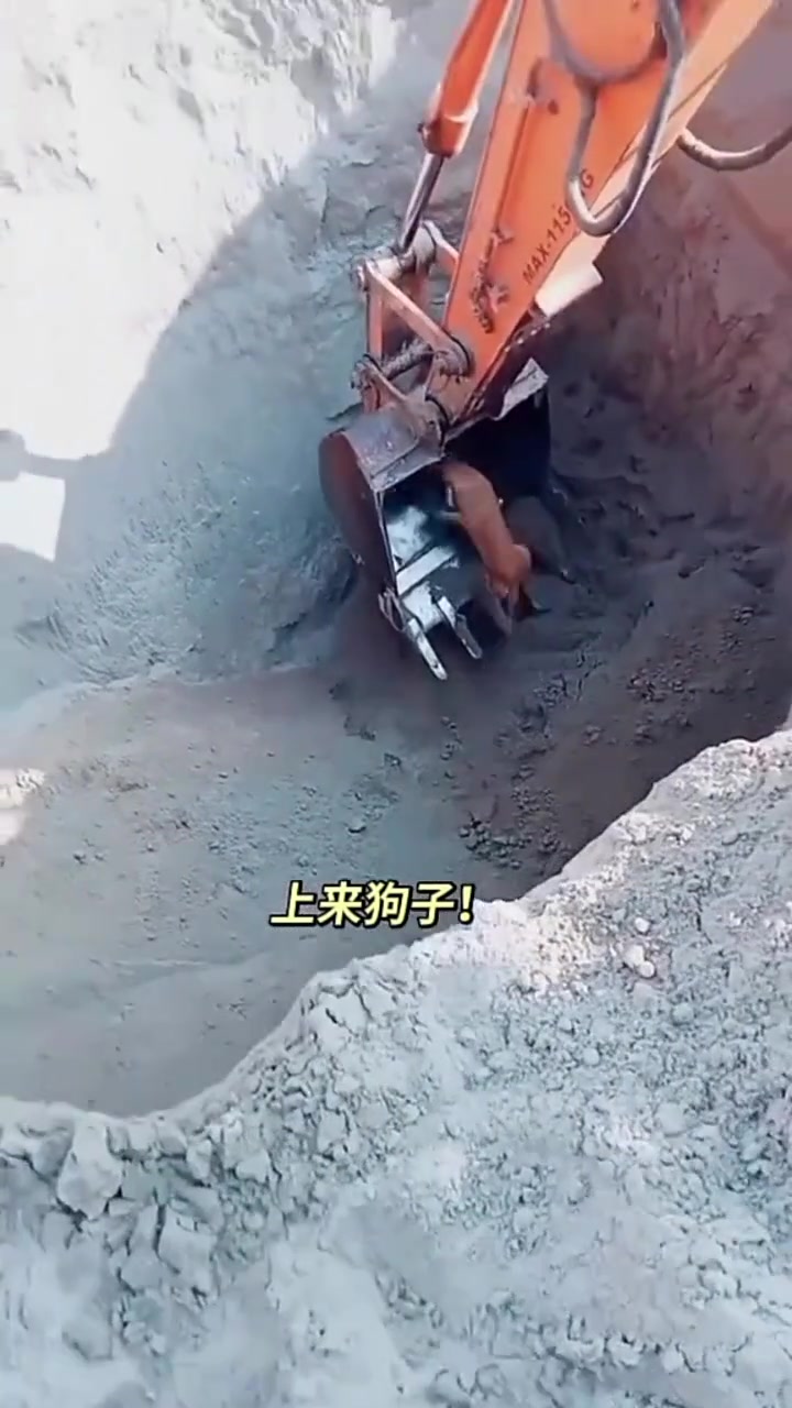这狗还是聪明的，知道钻到抓斗里！！