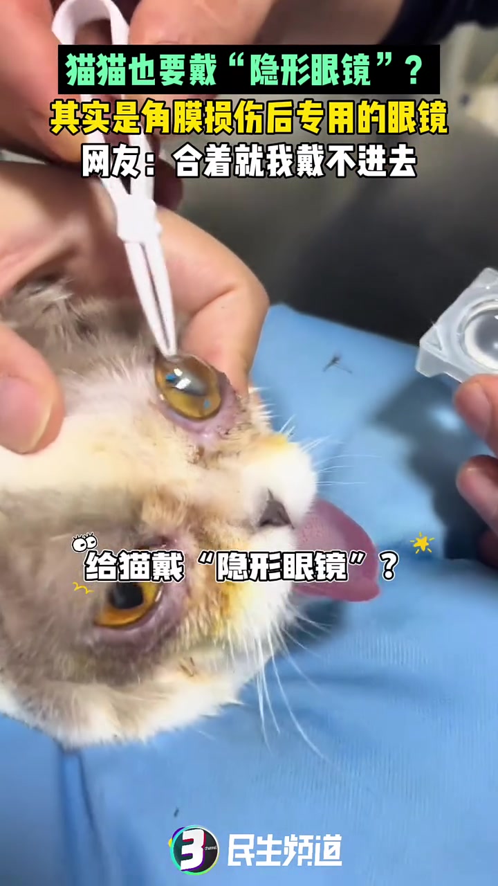 这年头猫猫也要戴“隐形眼镜”了