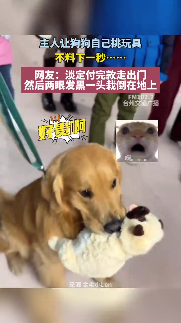 主人让狗狗自己挑玩具，不料下一秒店员说这个玩具315元！