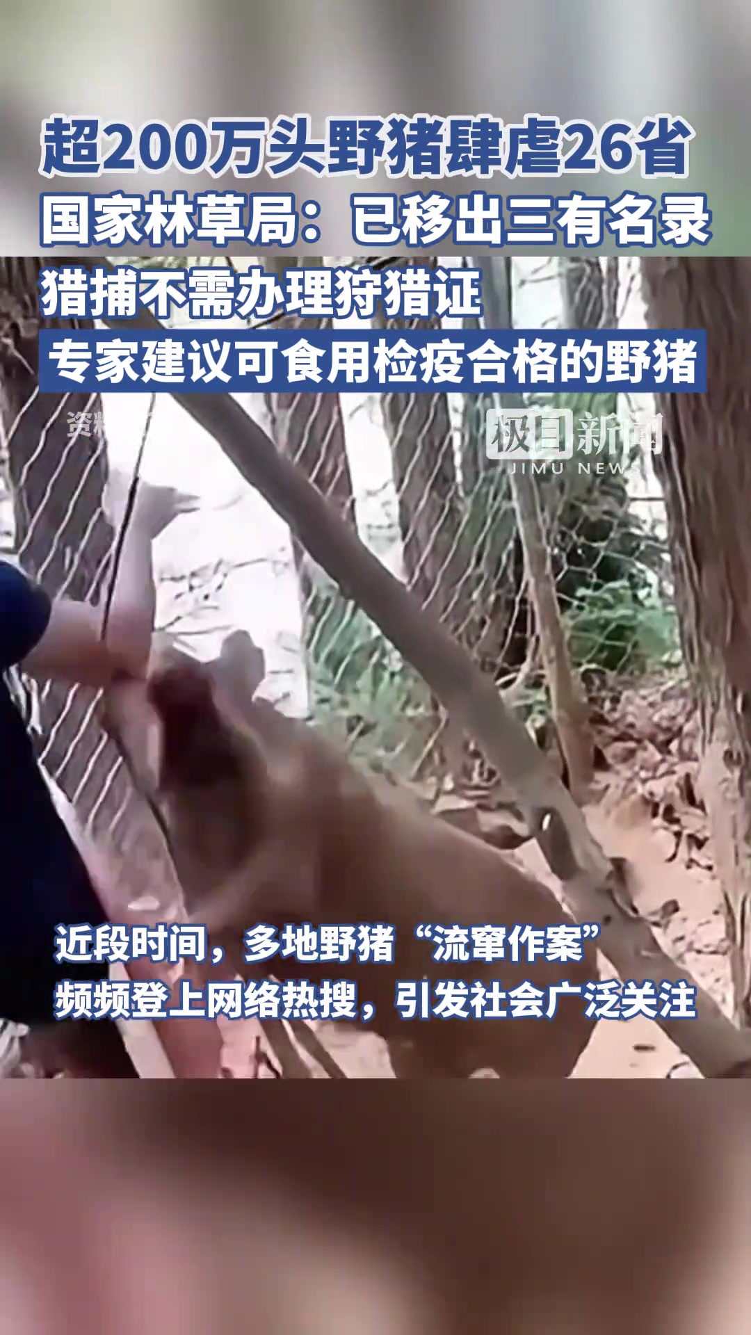 封印解除！国家林业局：已将野猪移出三有名单！