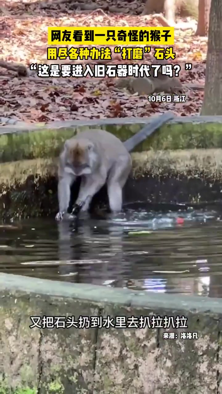 猴子进入石器时代这只猴子用尽各种办法“打磨”石头！
