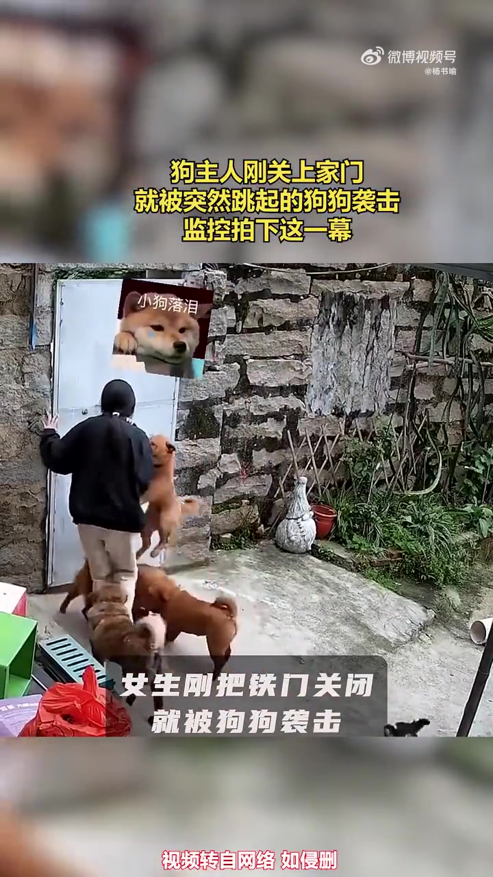 狗主人刚关上家门，就被突然跳起的狗狗袭击
