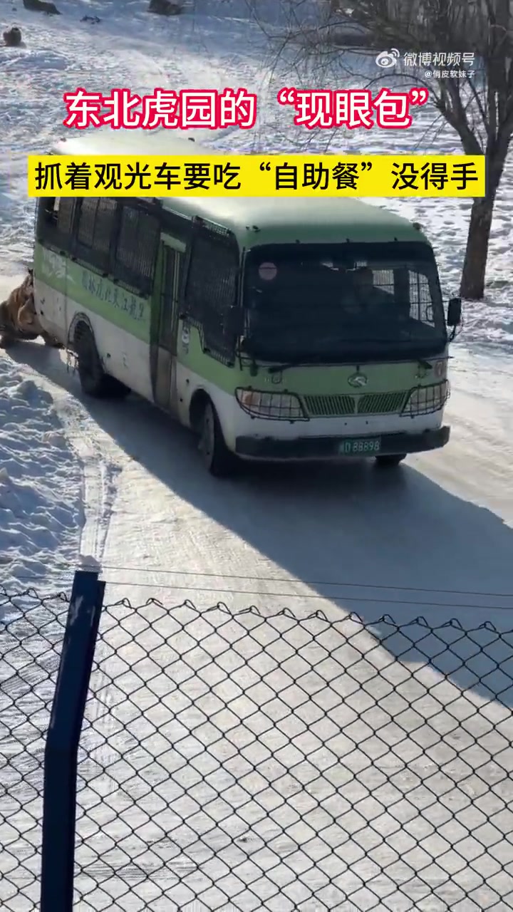 东北虎园的“现眼包”抓着观光车要吃“自助餐”没得手