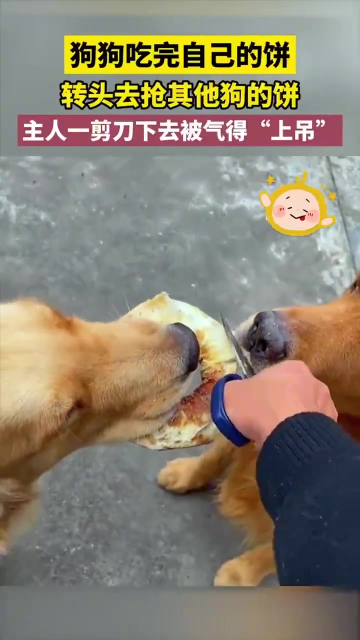 狗狗吃完自己的饼，转头去抢其他狗的饼