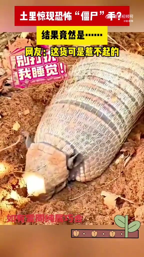 神奇动物！网友：这货可惹不起！