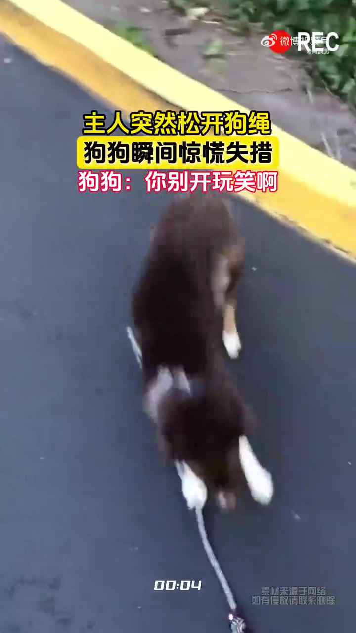 主人突然松开狗绳，狗狗瞬间惊慌失措