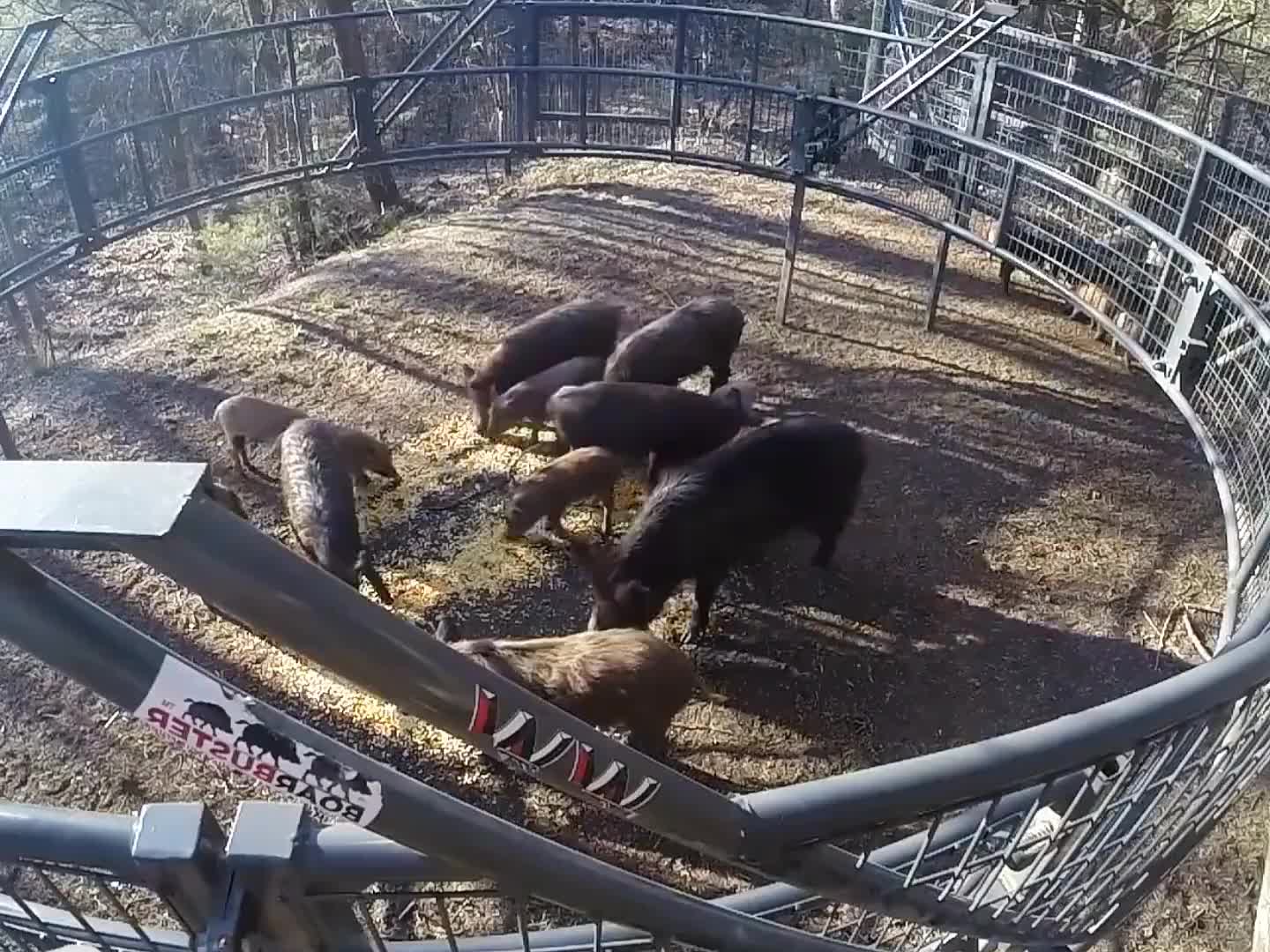 用玉米钓到几十头野猪，一本万利的买卖