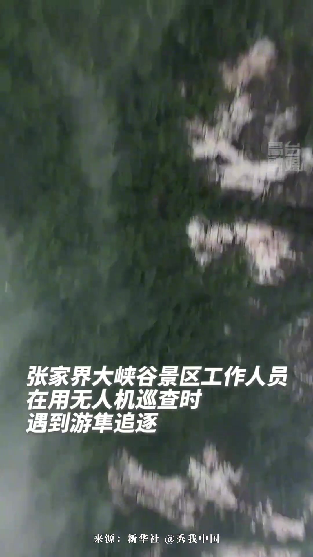 这是啥啄一口！无人机视角感受游隼“突然袭击”