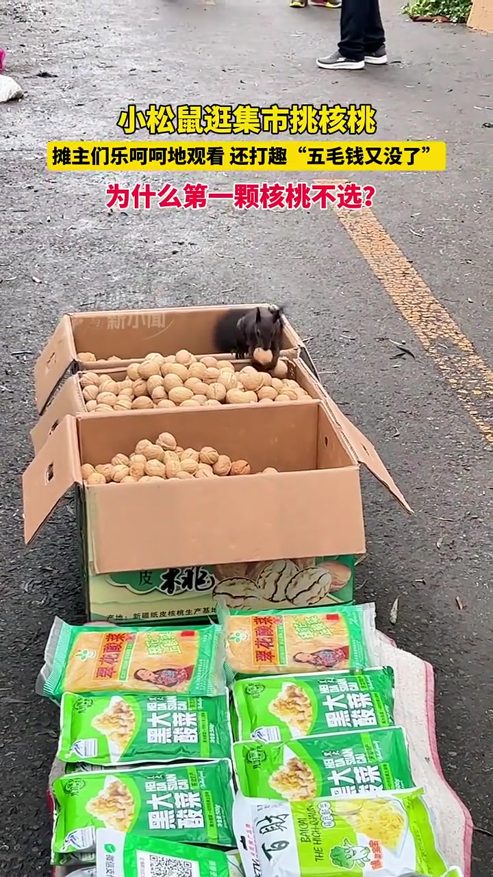 小松鼠逛集市挑核桃，摊主们乐呵呵地观看