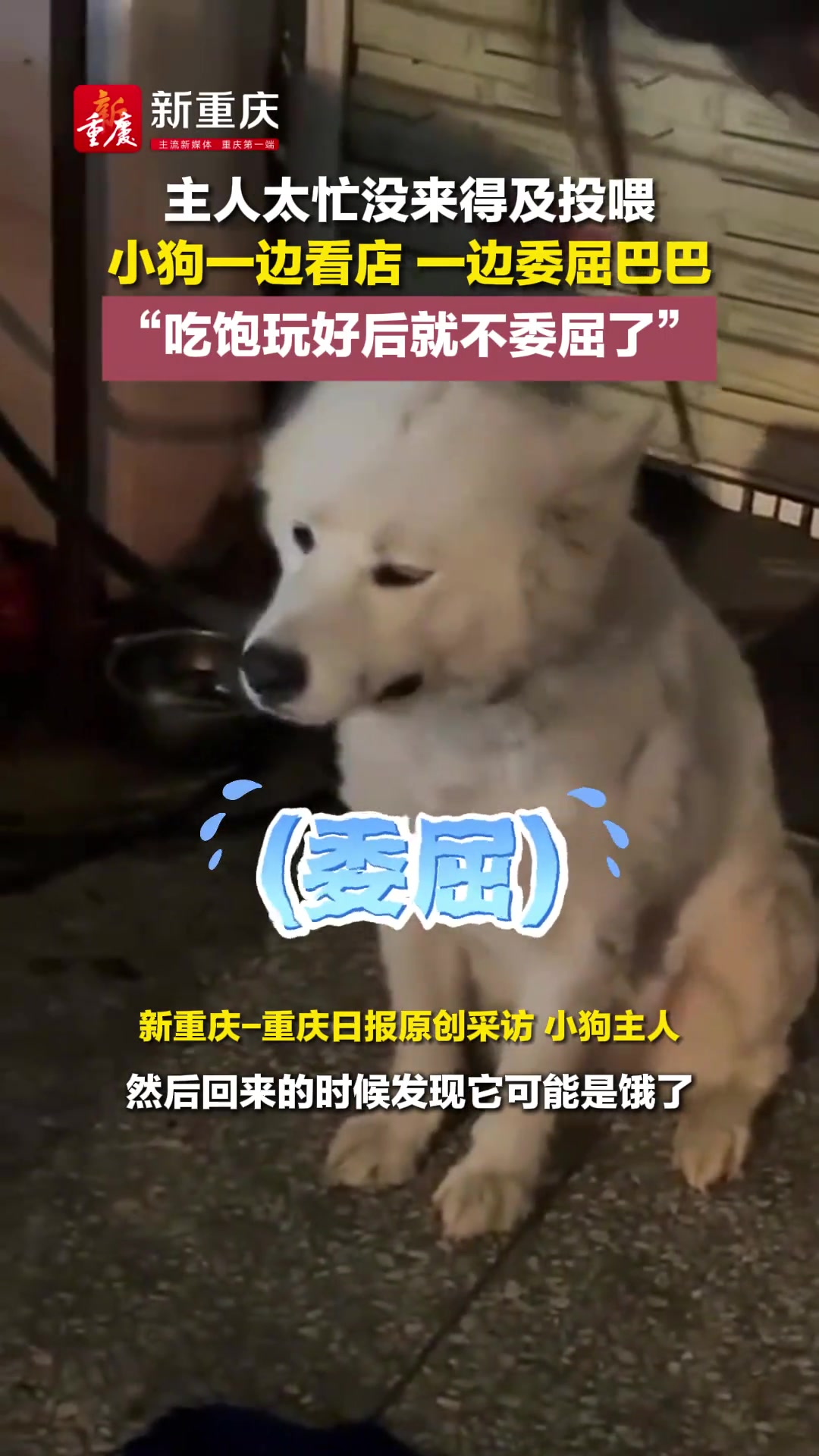 主人太忙没来得及投喂小狗一边看店一边委屈巴巴