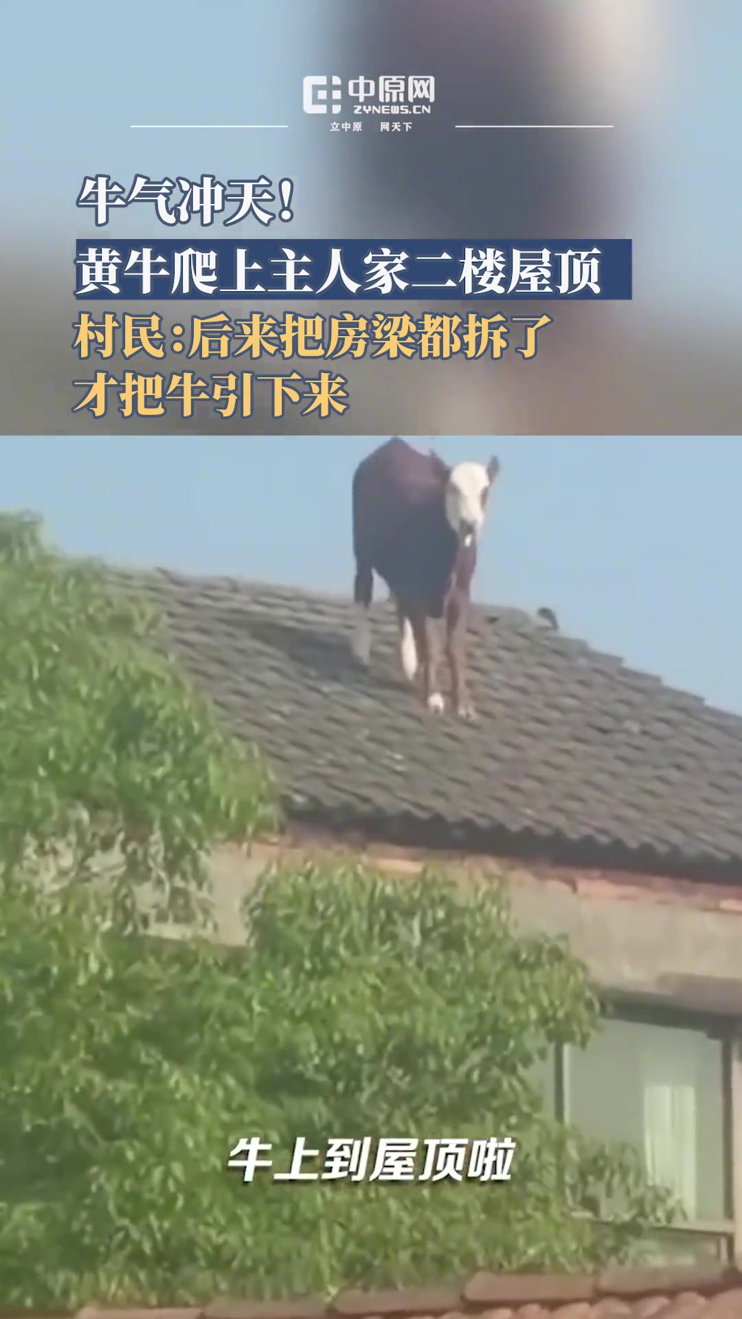 牛气冲天黄牛爬上主人家房顶