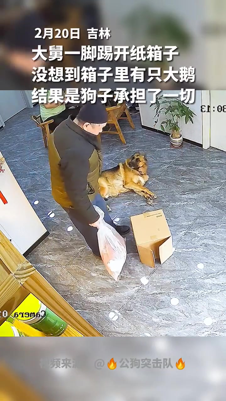 大舅一脚踢开纸箱子没想到箱子里有只大鹅结果是狗子承担了一切