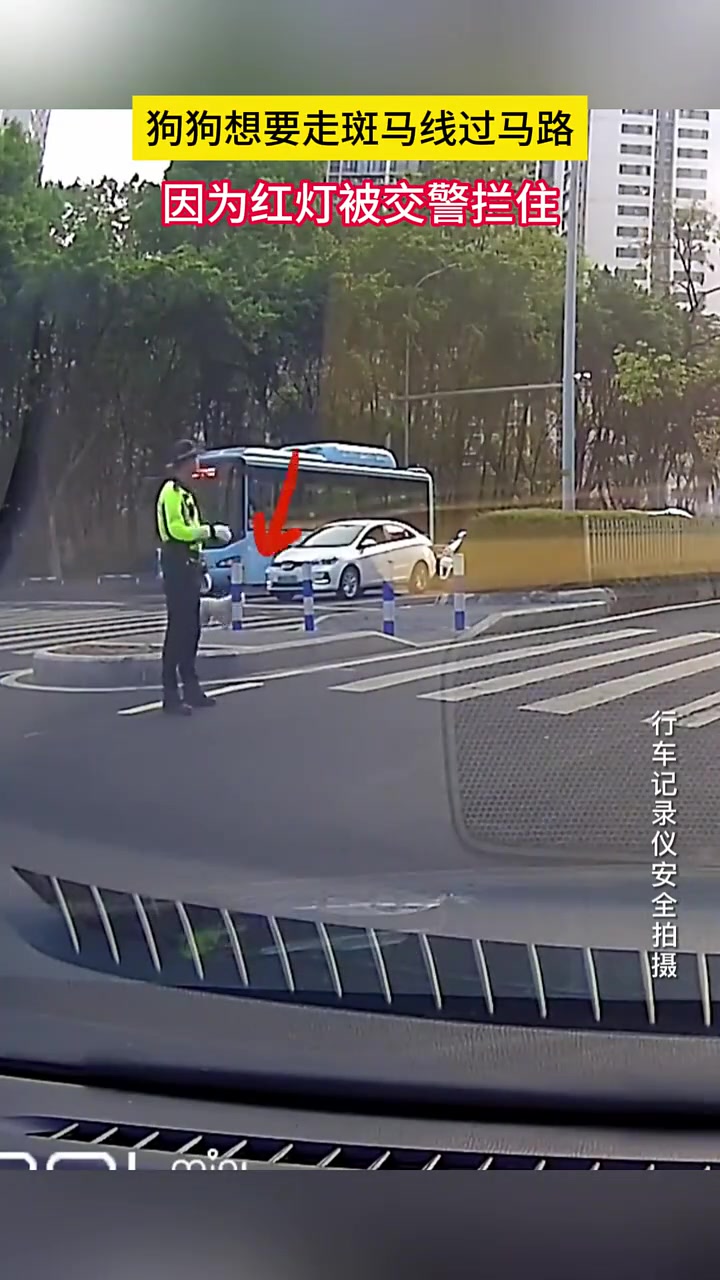 狗狗想走斑马线因为红灯被交警拦下