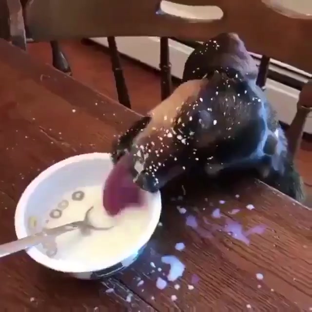 主人看到这一幕恨不得晚上直接喝上狗肉汤
