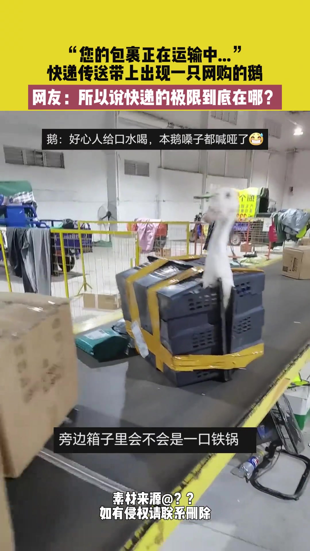 快递传送带上出现一只网购的鹅