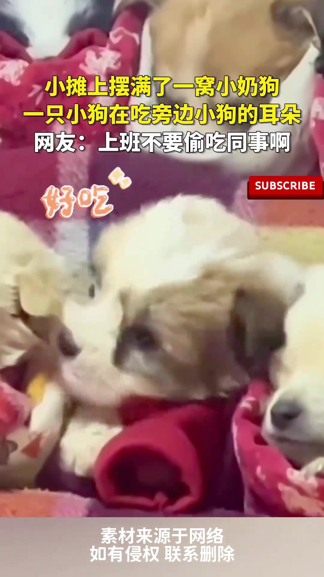 小摊上摆满了狗狗一只小狗再吃旁边小狗的耳朵
