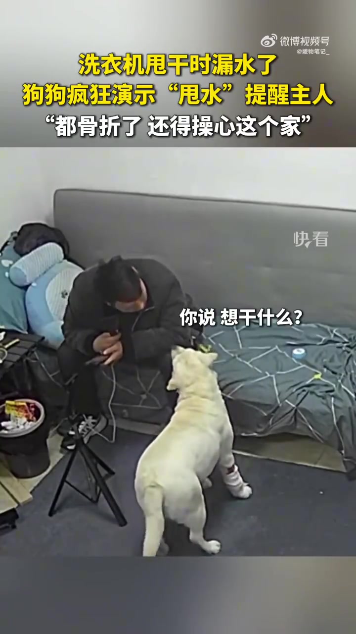 狗狗疯狂甩头提醒主人洗衣机漏水，狗狗：一天到晚操不完的心！