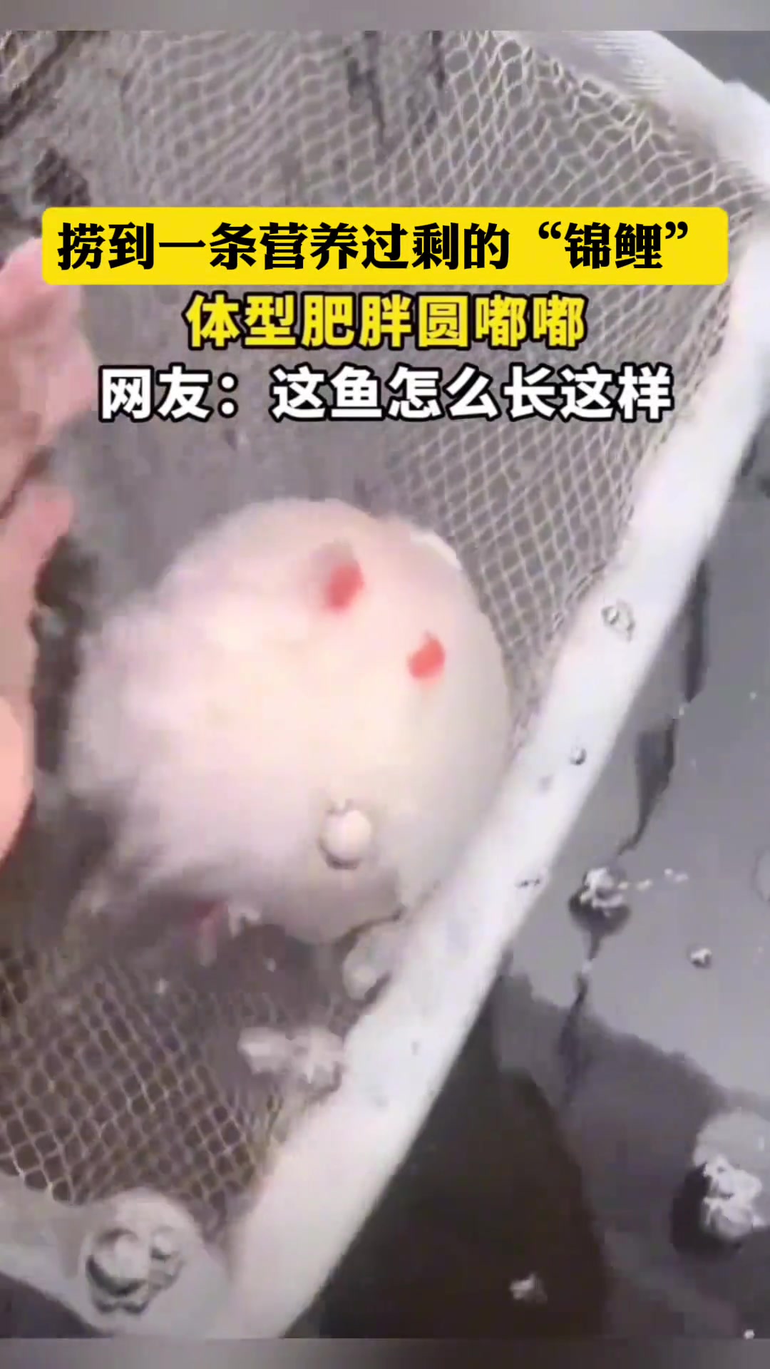 捞到一条营养过剩的锦鲤体型肥胖圆嘟嘟