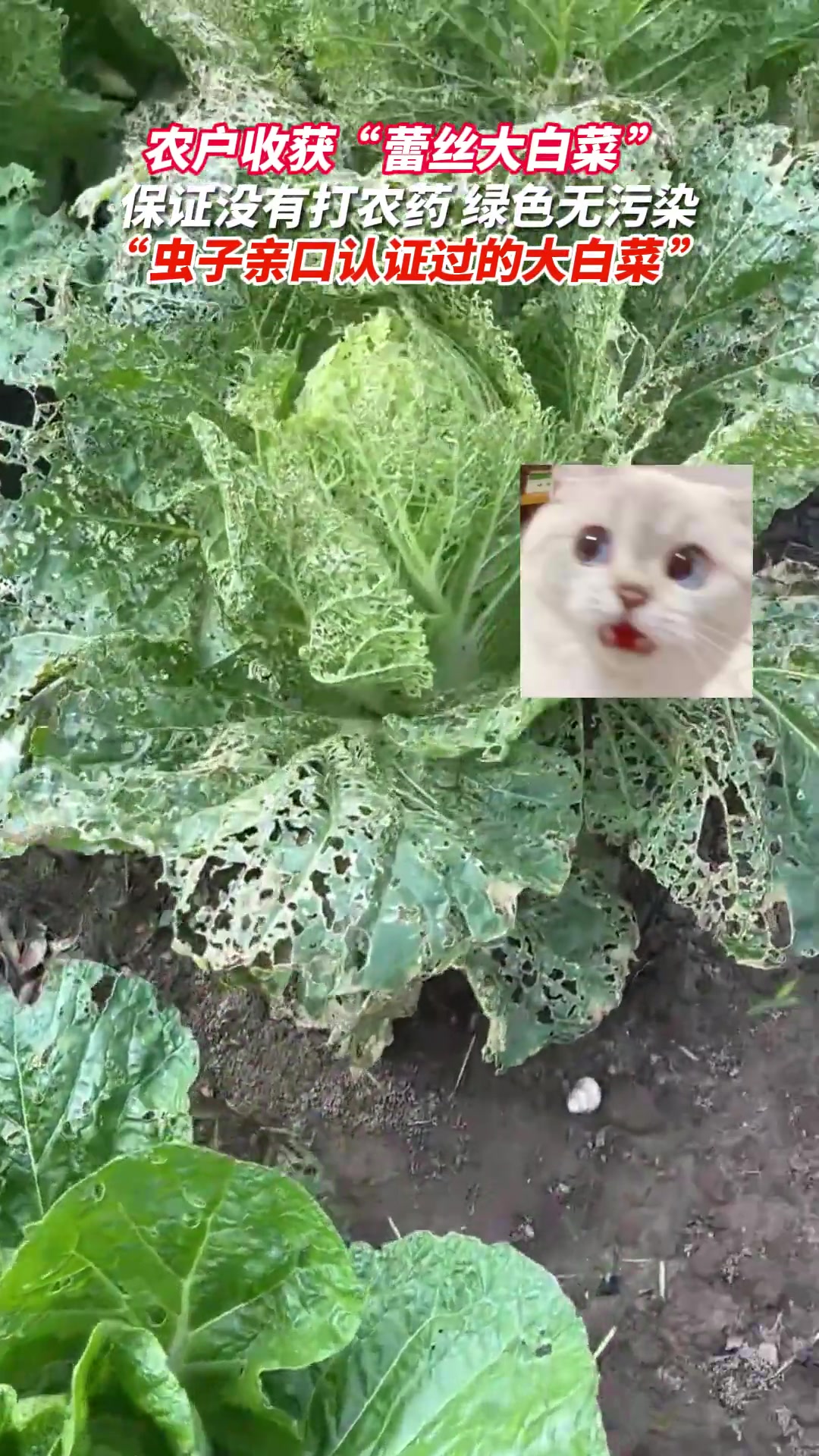 虫子亲口认证的大白菜