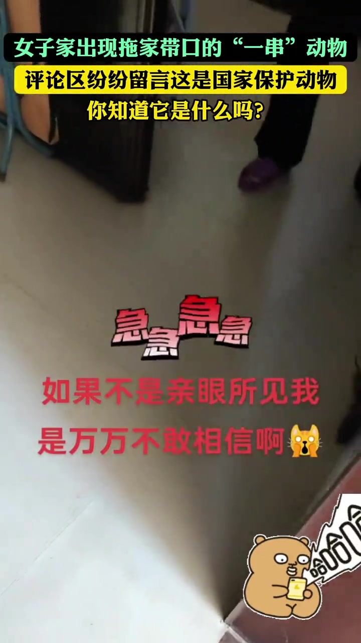 女子家出现拖家带口的一串动物