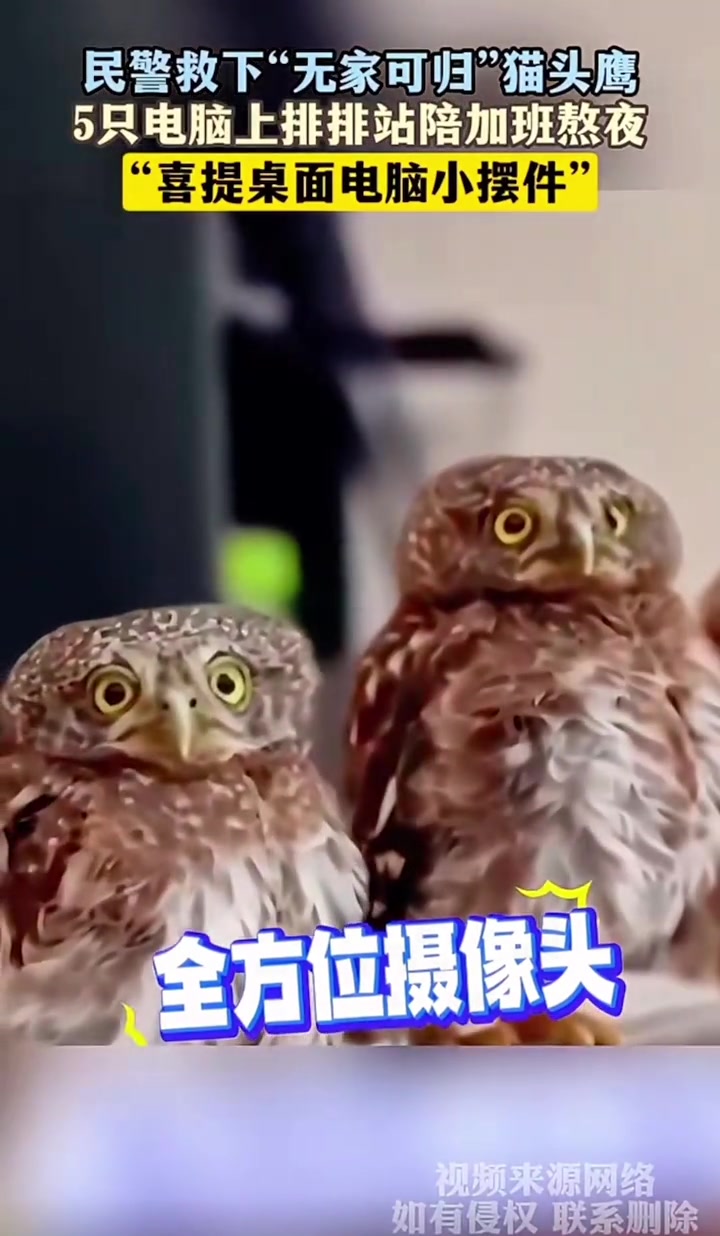 民警救下无家可归的猫头鹰