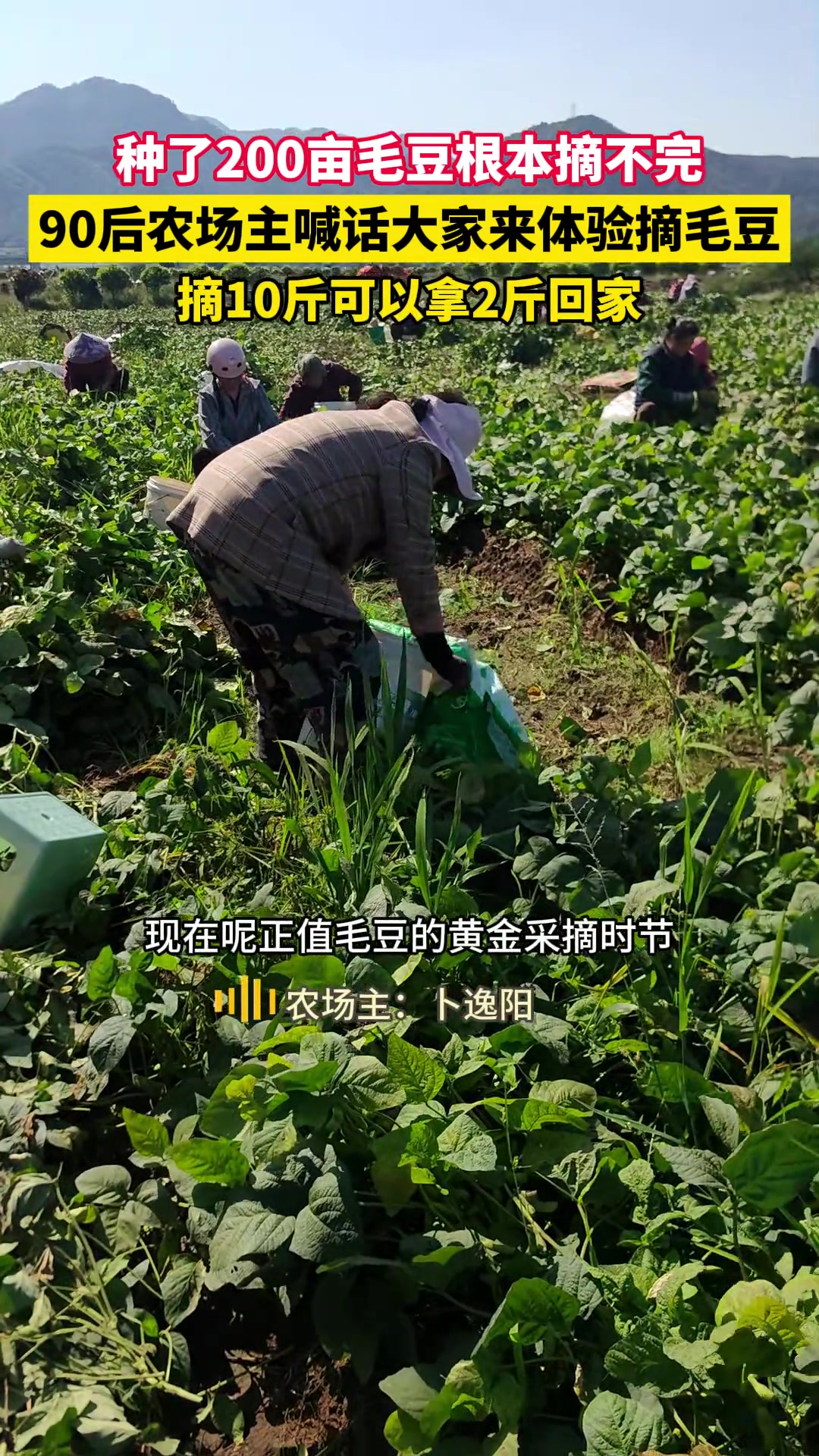 种了200亩毛豆根本摘不完
