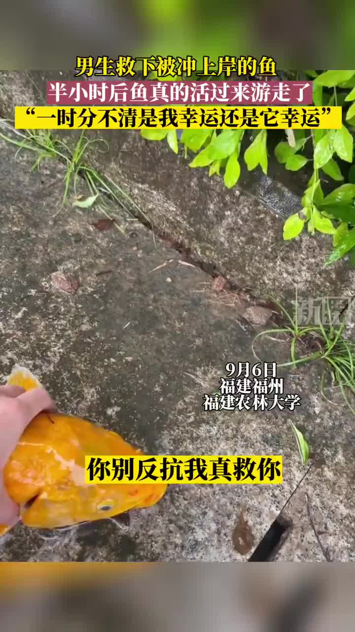 男生救下被冲上岸的鱼，半小时后鱼真的活过来游走了