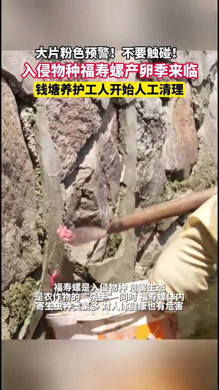养护工人开始人工清理大家如果发现粉红色虫卵请不要用手触碰