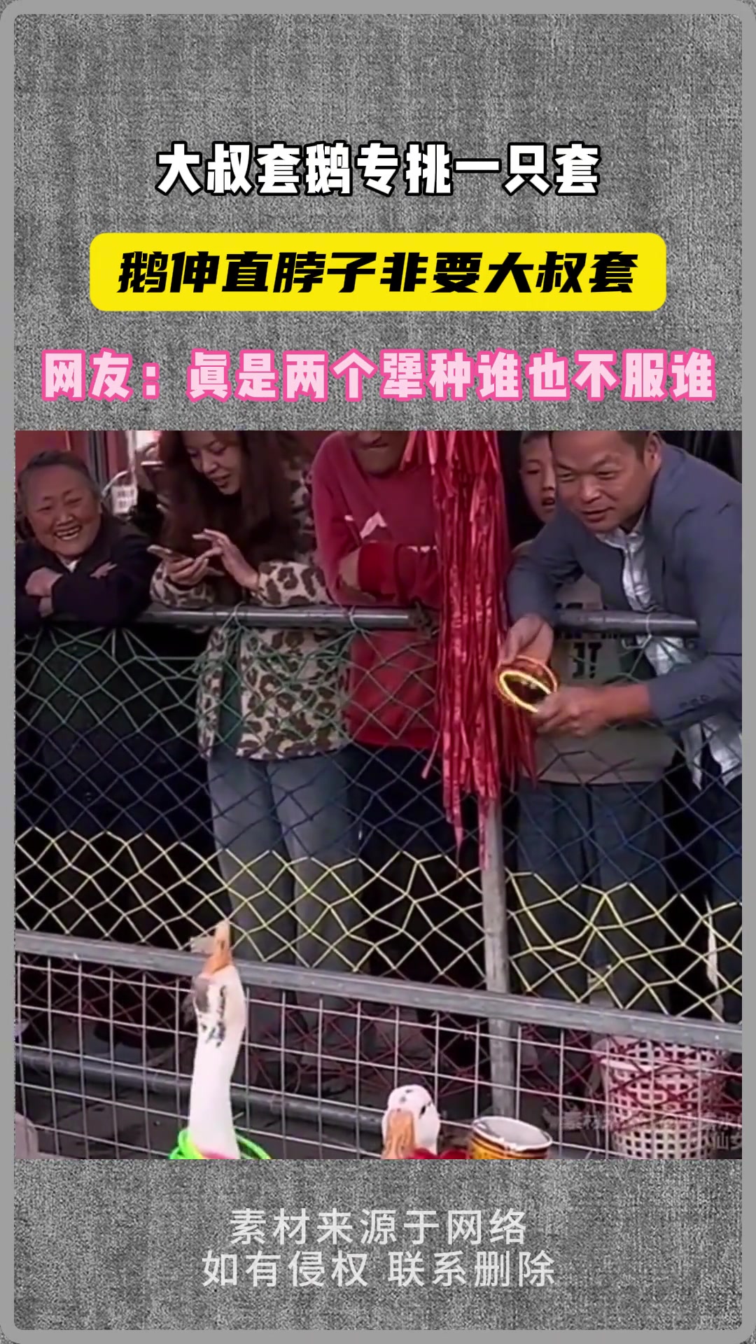 大爷套鹅专挑一只套