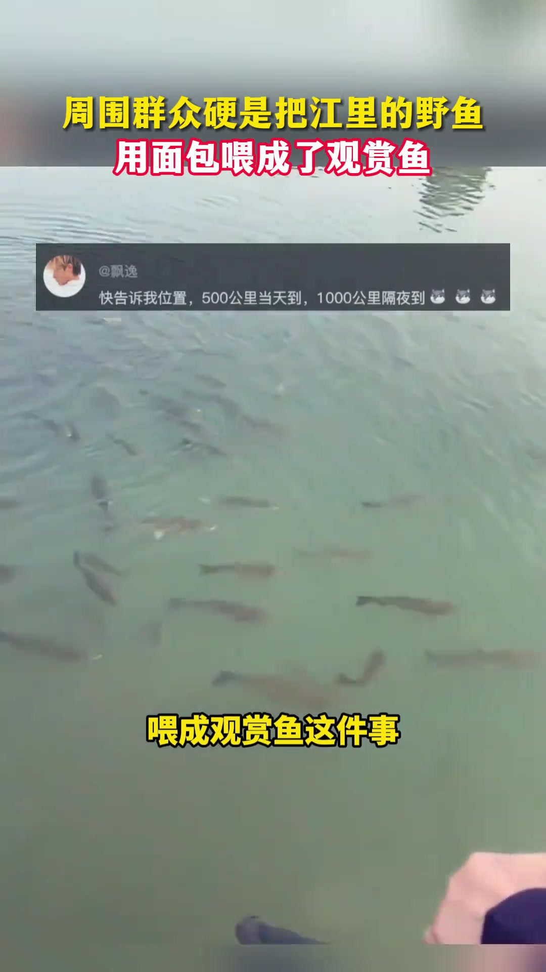 为观群众硬是将江里的鱼用面包喂成观赏鱼