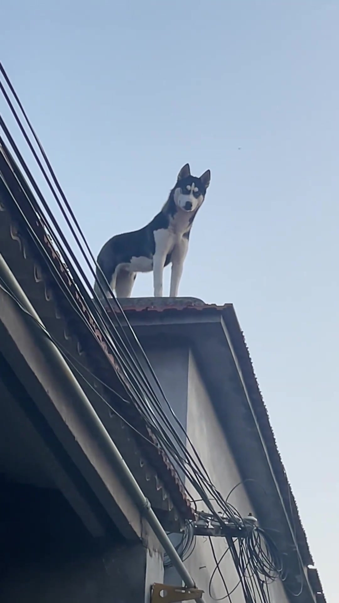 狗狗迎接主人的方式真特殊，太有面了