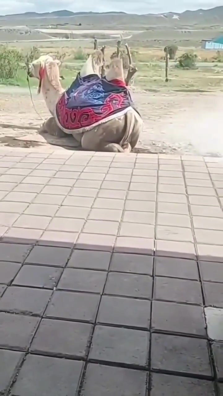 一千斤的骆驼，放个屁就剩二百斤了