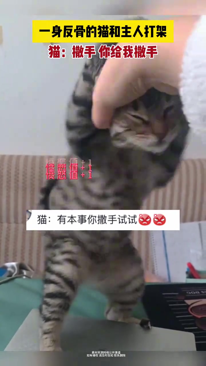 一身反骨的猫和主人打架
