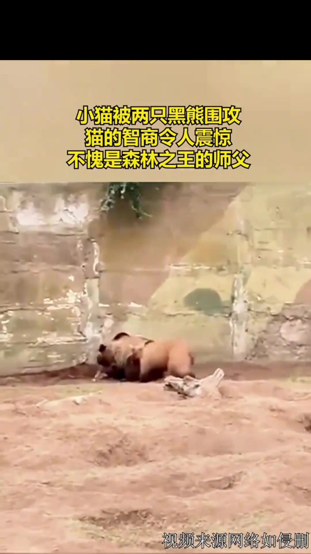 小猫被两只熊围攻