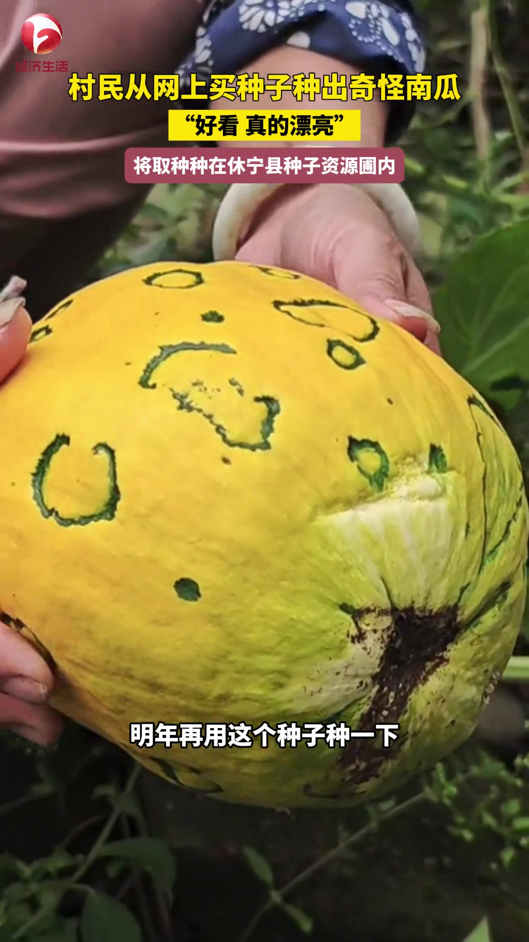 村民在网上买种子种出奇怪南瓜