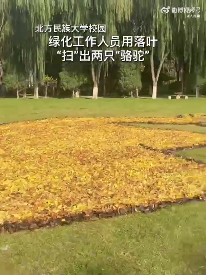 秋日浪漫！高校绿化人员用落叶扫出骆驼