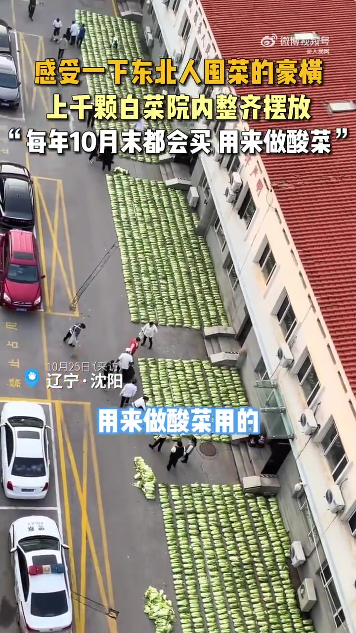 辽宁沈阳，上千颗白菜在院子里整齐摆放