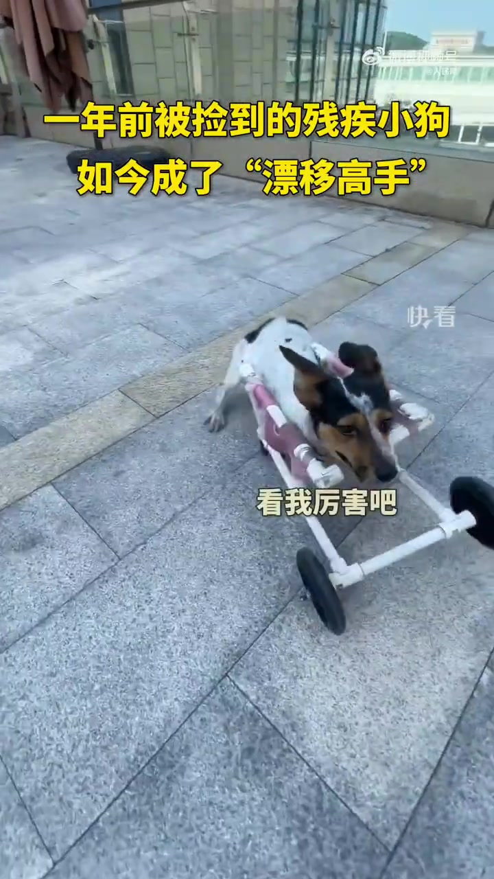 捡到的残疾小狗成了漂移高手