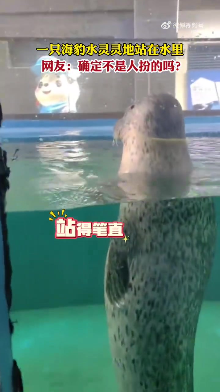 可爱海豹站水里上身立正下身稍息