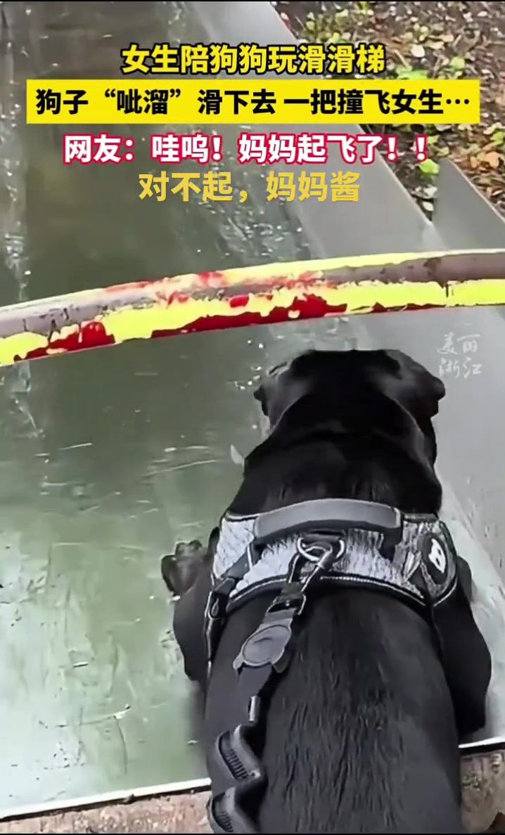 女生陪狗狗玩滑梯狗子滑下去一把撞飞女子