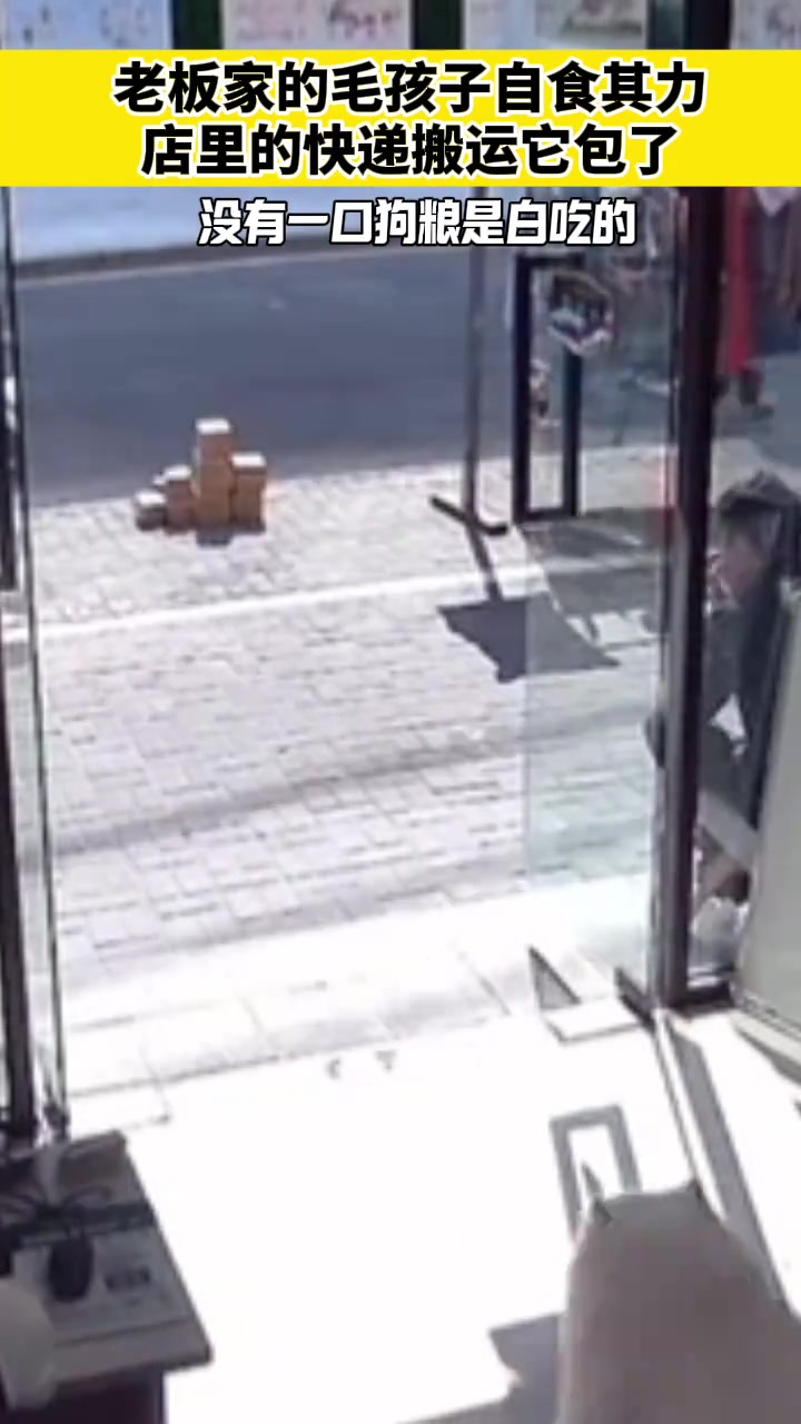 老板家的毛孩子店里的快递搬运它包了
