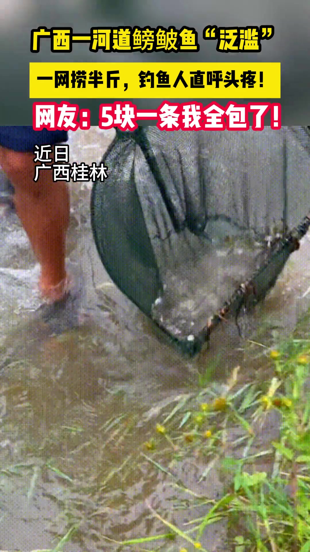 广西一河道鳑鲏鱼泛滥