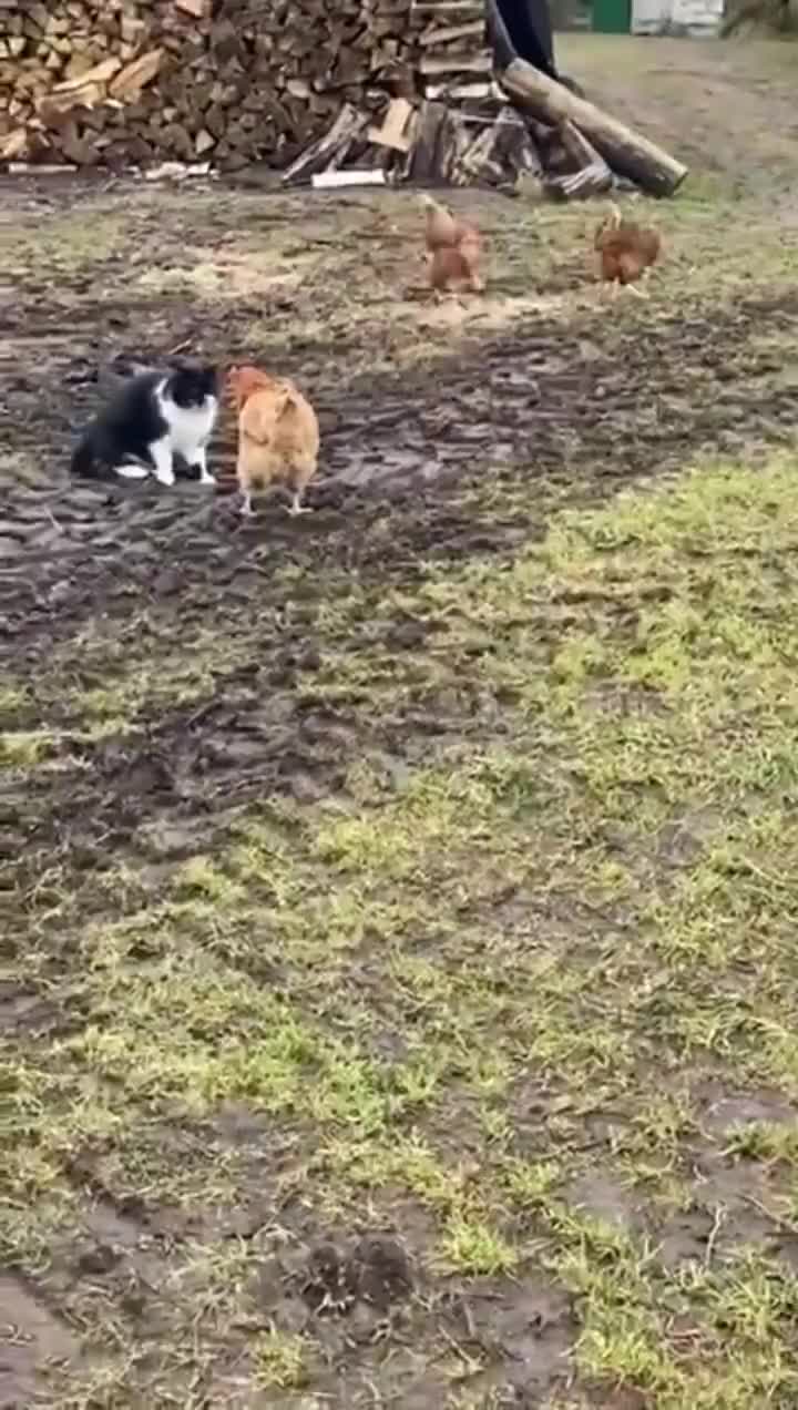 奶牛猫和母鸡杠上了双方互相死盯着